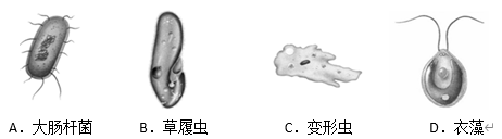 2023年湖北鄂州中考生物试题及答案