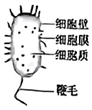 2024年江西中考生物试题及答案