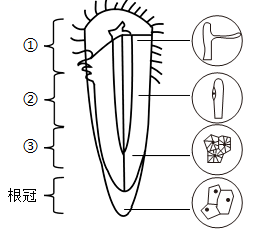 2024年陕西中考生物试卷及答案(B卷)